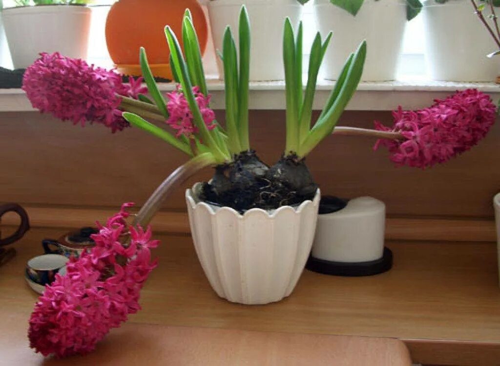 Гиацинт можно ли посадить в горшок. Луковичный цветок гиацинт. Горшечный гиацинт. Гиацинт д7 н10. Цветок горшечный гиацинт.
