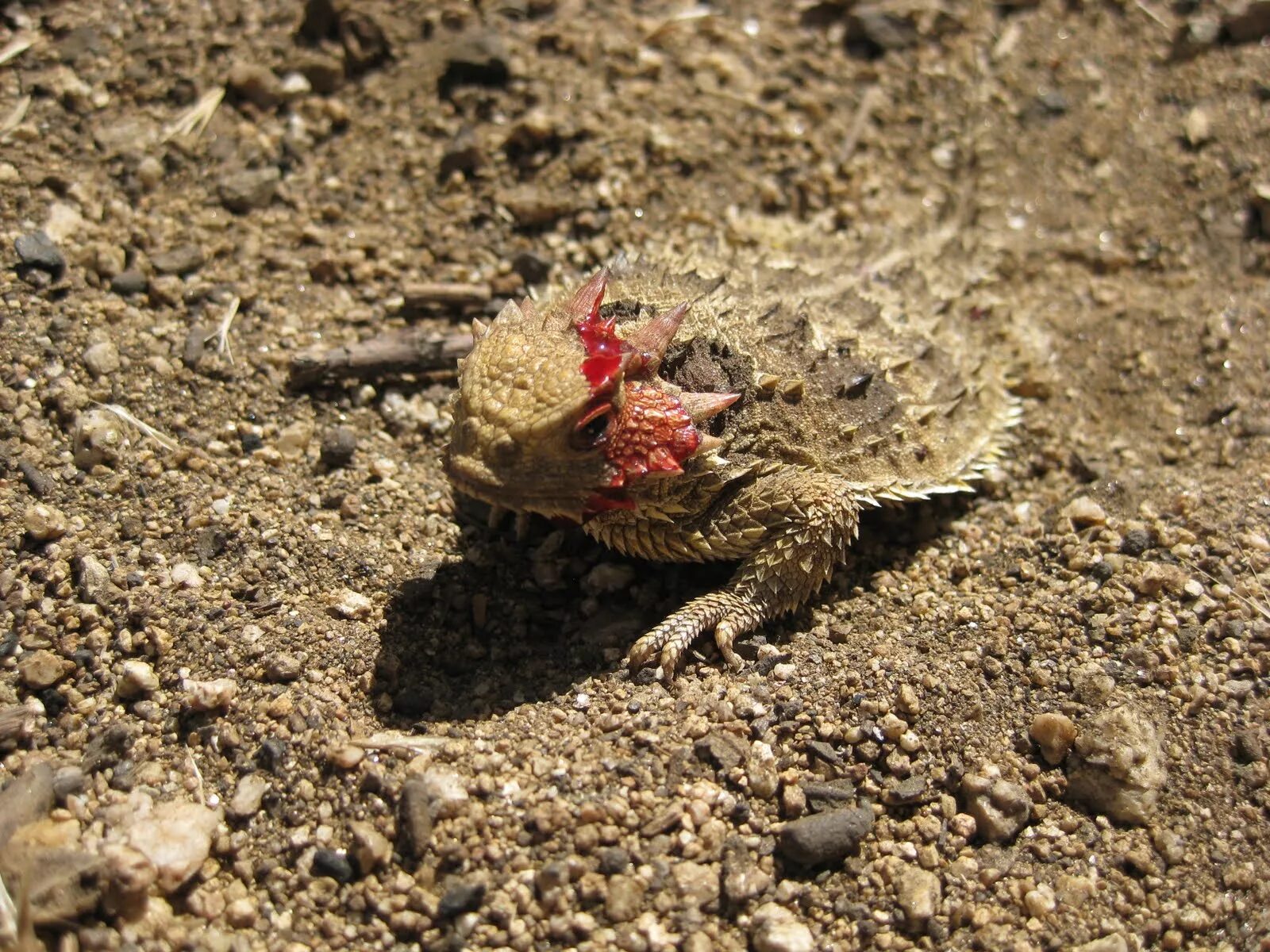 Ящерица в земле. Фринозома жабовидная ящерица. Техасская жабовидная ящерица. Рогатая жабовидная ящерица. Техасская жабовидная ящерица кровь.