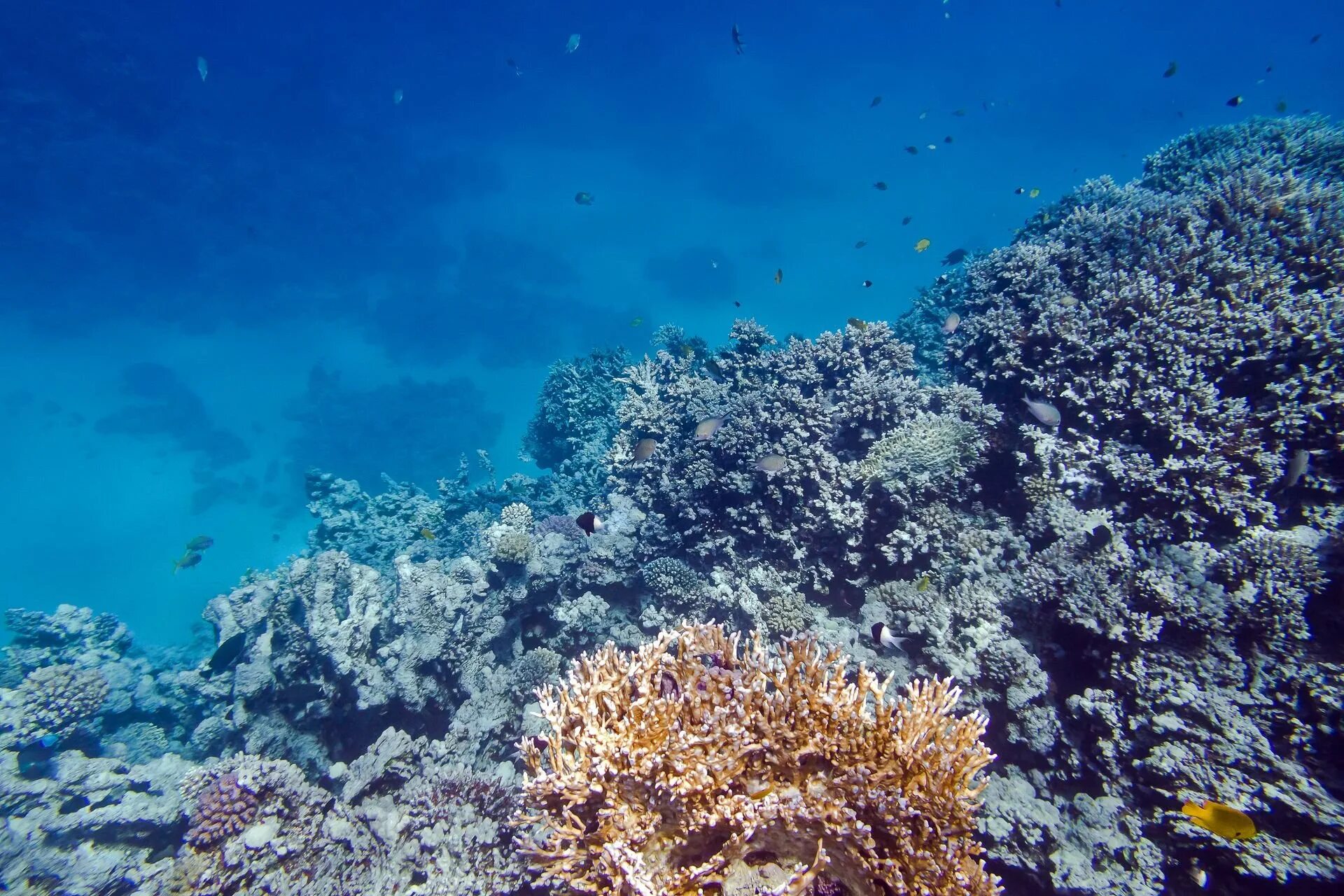 Барьерный риф куба. Барьерный риф куба. Рыбка индийский океан крылатка. Кораллы на кубе. Коралловый риф куба.