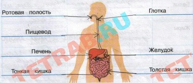 Буду 5 окружающий мир 3. Укажи стрелками части пищеварительной системы. Укажи стрелками части пищеварительной системы 3. Укажите стрелками части пищеварительной системы. Части пищеварительной системы 3 класс окружающий.