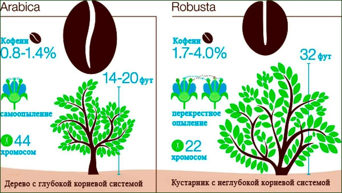 Что дает робуста. Кофейные деревья арабика и робуста. типы кофейного дерева. дерево арабики и робусты. различие арабики и робусты.