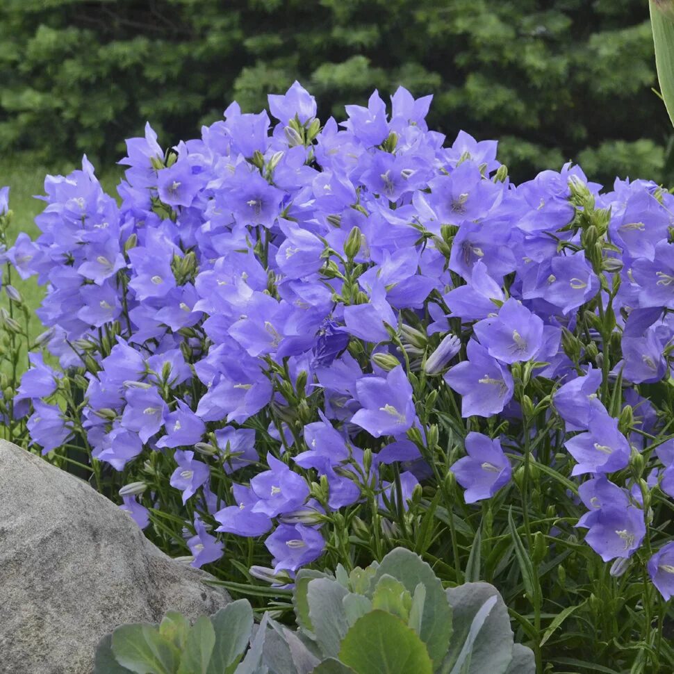 Колокольчик персиколистный (Campanula persicifolia l.). Колокольчик персиколистный (Campanula persicifolia `Takion White`). Колокольчик персиколистный (Campanula persicifolia `Takion Blue`). Колокольчик персиколистный (Campanula persicifolia). Низкие колокольчики