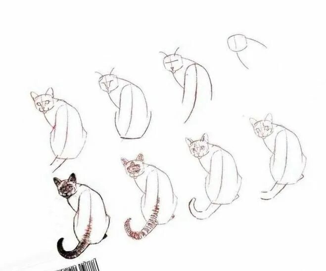 Линейный кот. Сиамская кошка рисунок карандашом. пошаговое рисование кота. кот линейный рисунок. сиамская кошка карандашом.