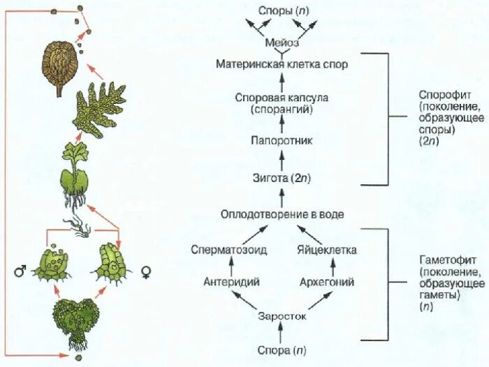 Набор хромосом спорофита папоротника. Жизненный цикл растений. Циклы растений. Жизненный цикл растений схема. Цикл гаметофита и спорофита.