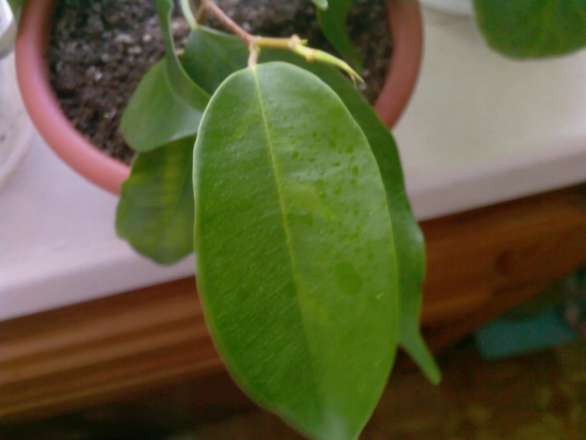 Фикус листья вниз. Фикус каучуконосный спустились листья. Фикус эластика листья вялые. Фикус листья вниз. Фикус каучуконосный листья опустились.