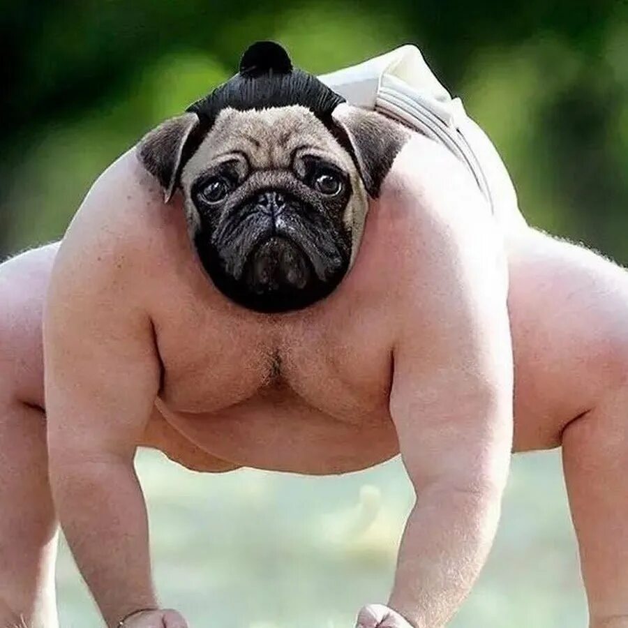 Смешные видеоролики приколы. Больше смешных видео. Прикольные картинки для видео. Смешные обезьянки. Смеющаяся рожа.