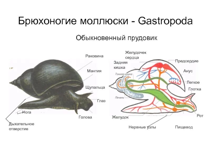 Виноградная улитка имеет мантийную полость. Строение моллюсков брюхоногих раковина мантия. Строение прудовика обыкновенного. Строение малого прудовика. Мнещне строение брюхорогого иоллюсеа.