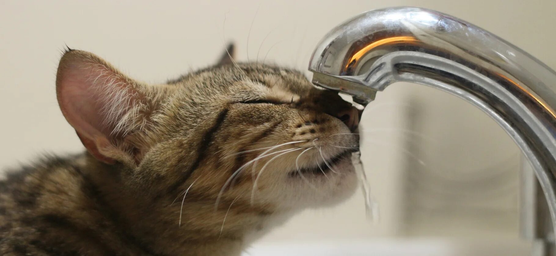 Котик пьет воду из крана. Кот ничего не ест воду пьет. Котик в воде. Кот ничего не ест воду пьет. Кот ничего не ест воду пьет.