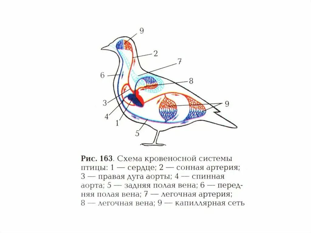 Кровеносная система птиц схема рисунок. Кровеносная система птиц 8 класс биология. Кровеносная система птиц без подписей. Особенности кровеносной системы птиц.