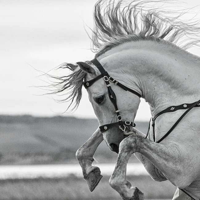 Лошадь миллера. Фотографы лошадей. Конь в ракурсе. Кони в интересных ракурсах. Лошадь интересные ракурсы.