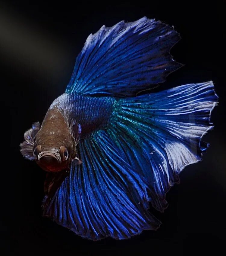 Петушок вуалевый синий. Рыба Betta splendens. Рыбка петушок вуалевый. Вуалевый петушок аквариумная рыбка.