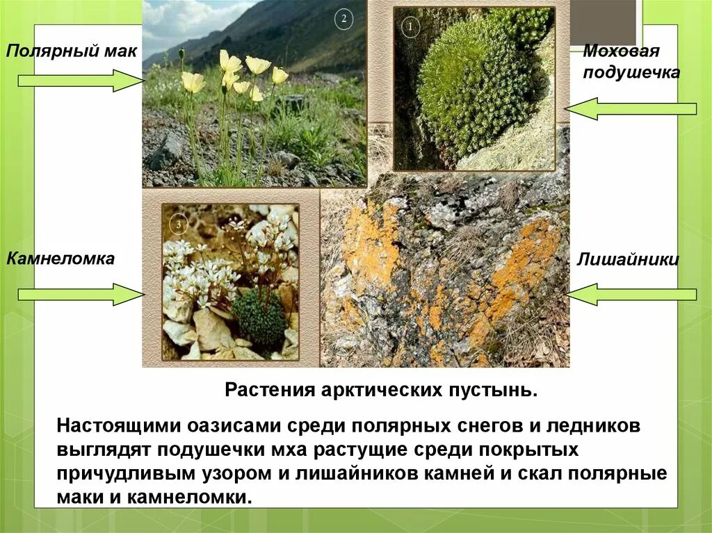 Мхи лишайники Полярный Мак. Арктическая пустыня растения ягель. Арктические пустыни растения лишайники. Лишайники в зоне арктических пустынь. Мох в какой природной зоне