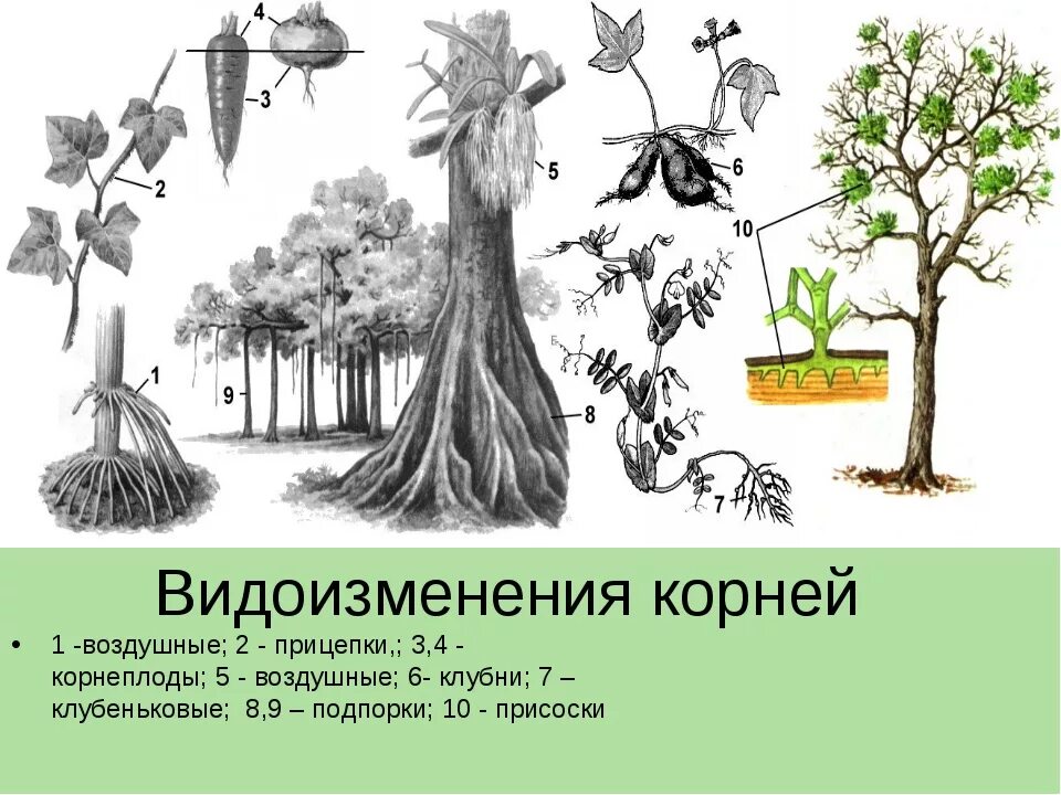 Что относится к видоизмененным корням биология 6. Корни подпорки корни прицепки. Метаморфозы корня.