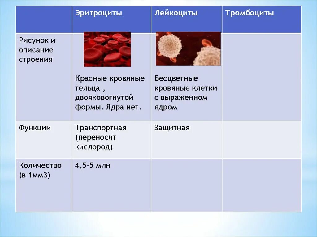 Лейкоциты рисунок и описание. Форма ядра тромбоцитов. Лейкоциты рисунок и описание строения. Опишите строение лейкоцитов. Гранулы тромбоцитов содержат