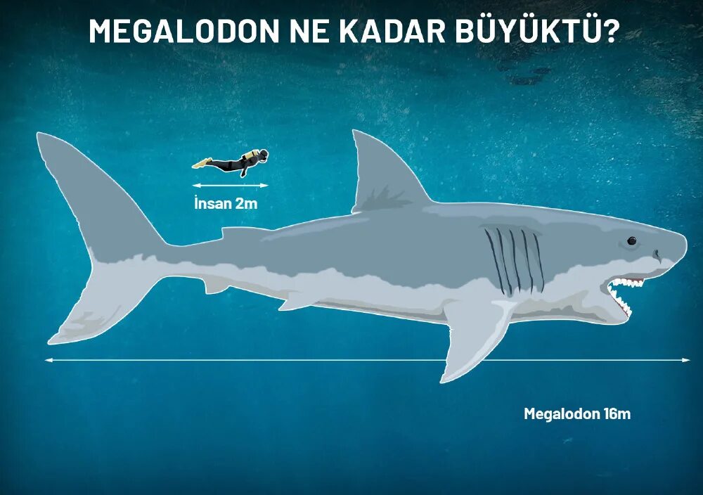 Какой длины акула. Кархародон МЕГАЛОДОН рост. МЕГАЛОДОН акула длина. Размер акулы МЕГАЛОДОНА. Акула в сравнении с человеком.