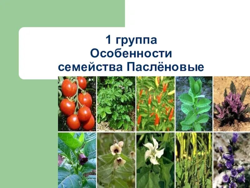 Человек разводит овощные культуры семейства пасленовые. Группа пасленовых овощей. Капуста это Пасленовые. Кормовые культуры семейства Пасленовые. Паслёновые Паслёновые.