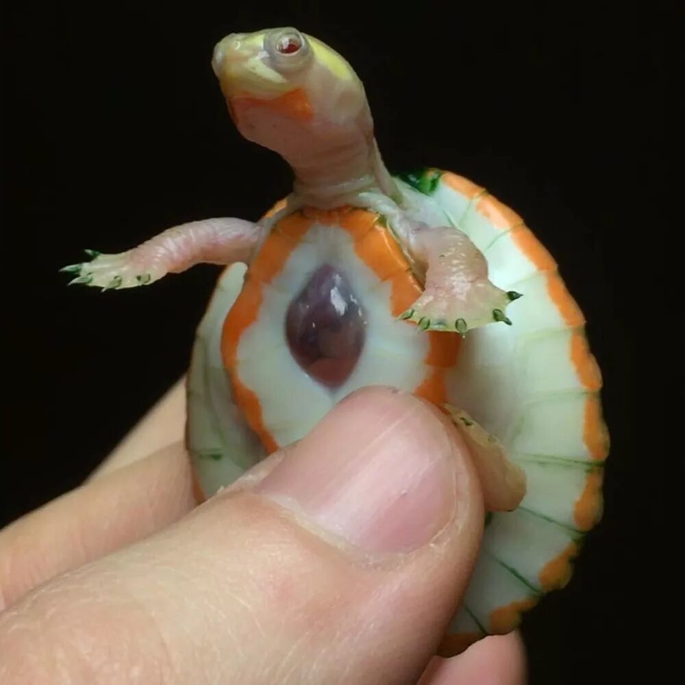 Сердце черепахи поделено на два. Черепаха Хоуп. Черепашка альбинос. Черепаха альбинос с открытым сердцем. Emydura subglobosa.