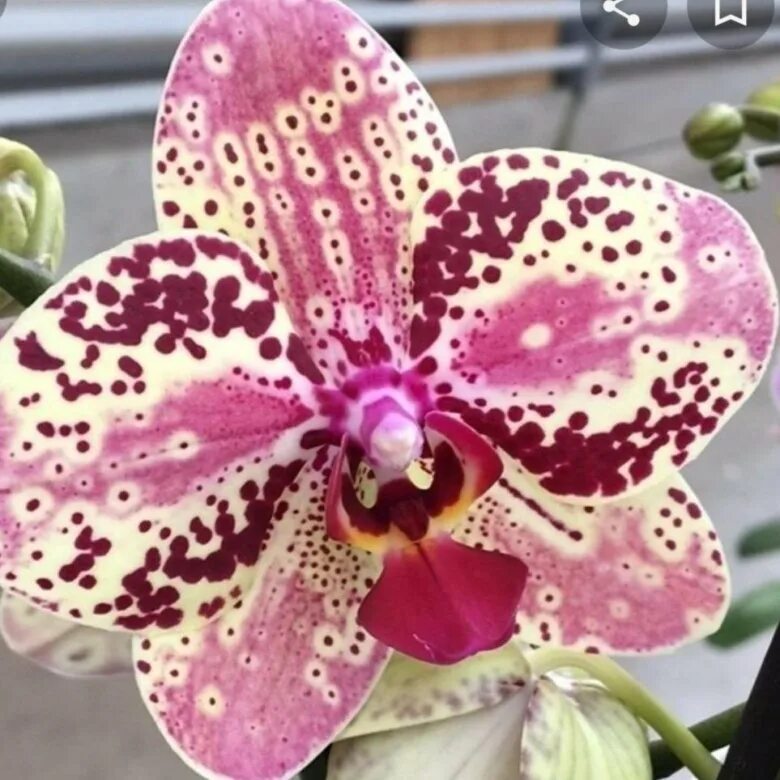 Орхидея фронтера. Орхидея фронтера пелор. Орхидея фронтера бабочка. Фаленопсис фронтера. Орхидея фронтера.