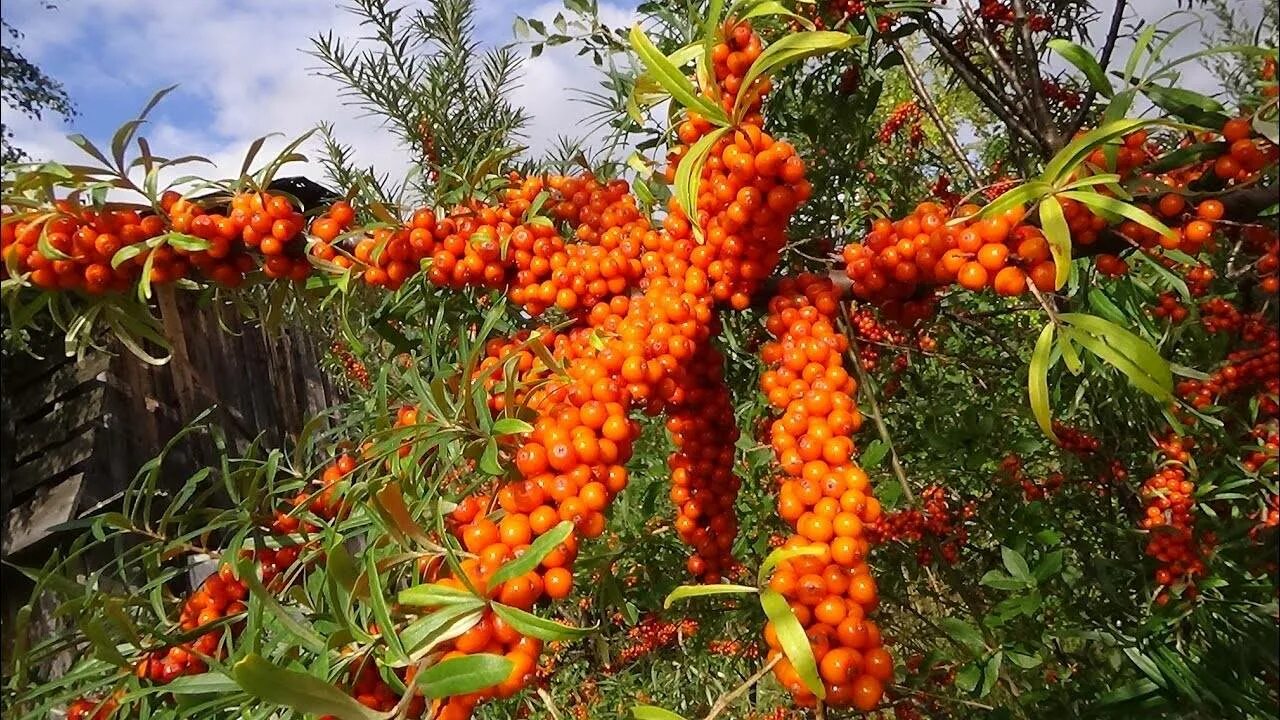 Болезни облепихи. Облепиха крушиновидная orange energy. Облепиха джемовая (c3). Облепиха куст. Промышленная плантация облепихи.