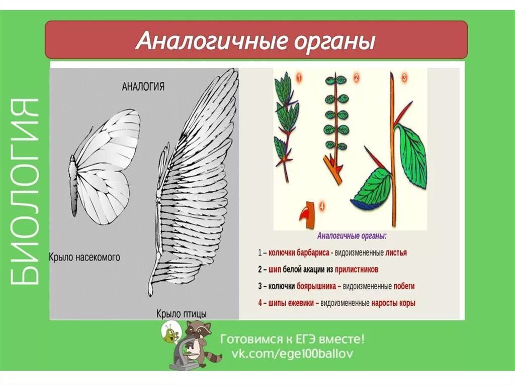 Аналогичные условия это. Аналогичные органы примеры. Гомологичные и аналогичные органы. Гомологичнве иго аналогичнве органы. Гомологичны е ианалогичне орагны.