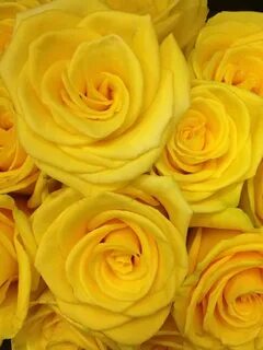 Yellow фото