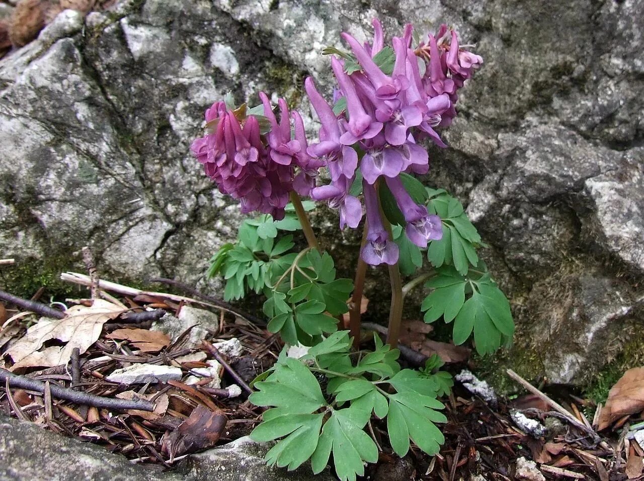 Хохлатка (Corydalis). Хохлатка пионолистная. Хохлатка solida. Хохлатка первоцвет. Хохлатка фото растения