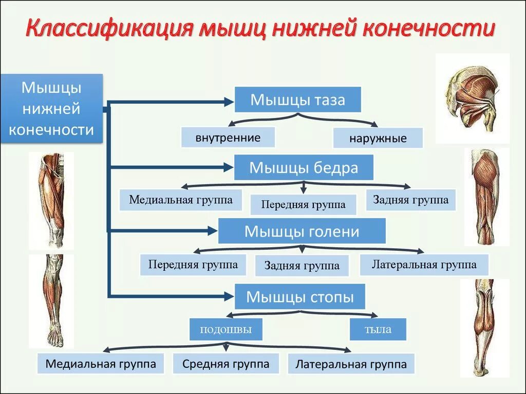 Функции нижних конечностей. Классификация мышц нижних конечностей таблица. Мышцы верхних и нижних конечностей таблица. Функции мышц нижних конечностей таблица. Мышцы свободной нижней конечности анатомия таблица.