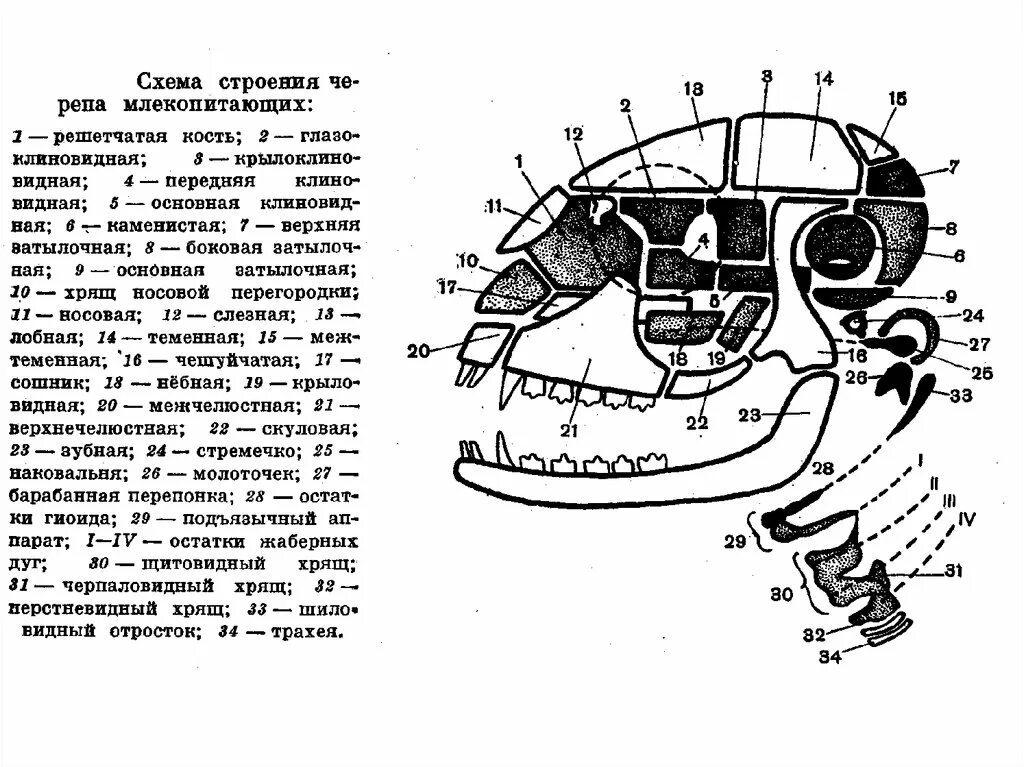 Схема черепа млекопитающих. Строение черепа млекопитающих. Кости черепа млекопитающих. Строение черепа млекопитающих 8 класс.