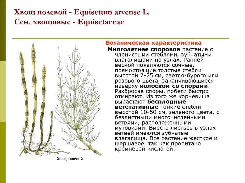 Кладофора хвощ полевой редька дикая среда обитания. Хвощ полевой Хвощевидные. Хвощ полевой растение. Хвощ описание растения. Хвощ полевой (Equisetum arvense).