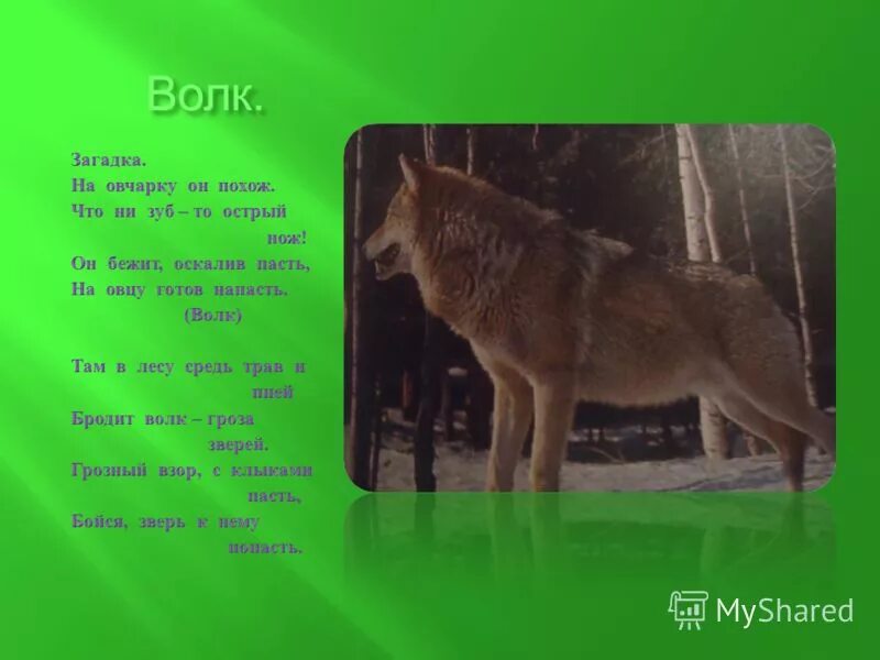 Волк новое слово. Загадка про волка. Загадка про волка для детей. Загадки про животных волк. Придумать загадку про волка.