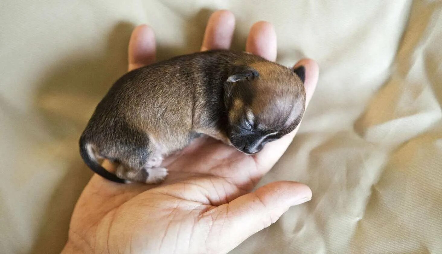 Самая маленькая порода. Чихуахуа Милли. Собака чихуахуа Милли. Карманные собачки чихуахуа мили. Чихуахуа Милли самая маленькая.