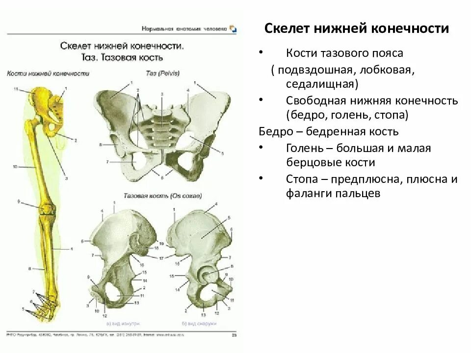 Пояс нижних конечностей анатомия кости таза. Кости нижней конечности( кости таза и свободной нижней конечности). Пояс нижней конечности тазовая кость. Скелет пояса нижних конечностей подвздошная кость.