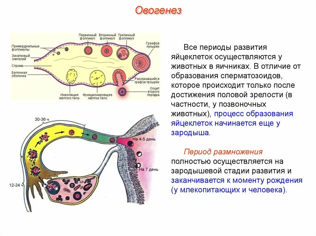 Формирование яйцеклетки млекопитающих. Место образования яйцеклетки у животных. Процесс образования яйцеклеток. Образование яйцеклеток происходит в.