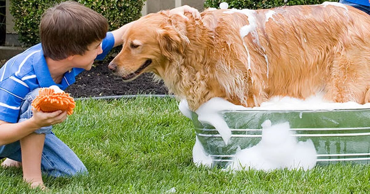 Мытье собаки. Мытьё питомцев. Собаку моют. Собака моется. Take your pet