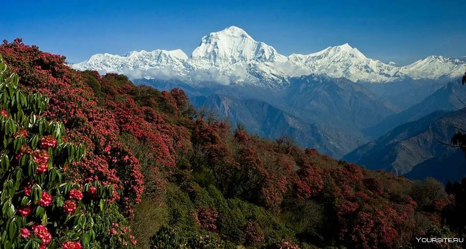 Цвет гималаи. Рододендрон Непал. Непал цветение рододендронов. Непальский рододендрон Гималаи. Пун Хилл Непал.