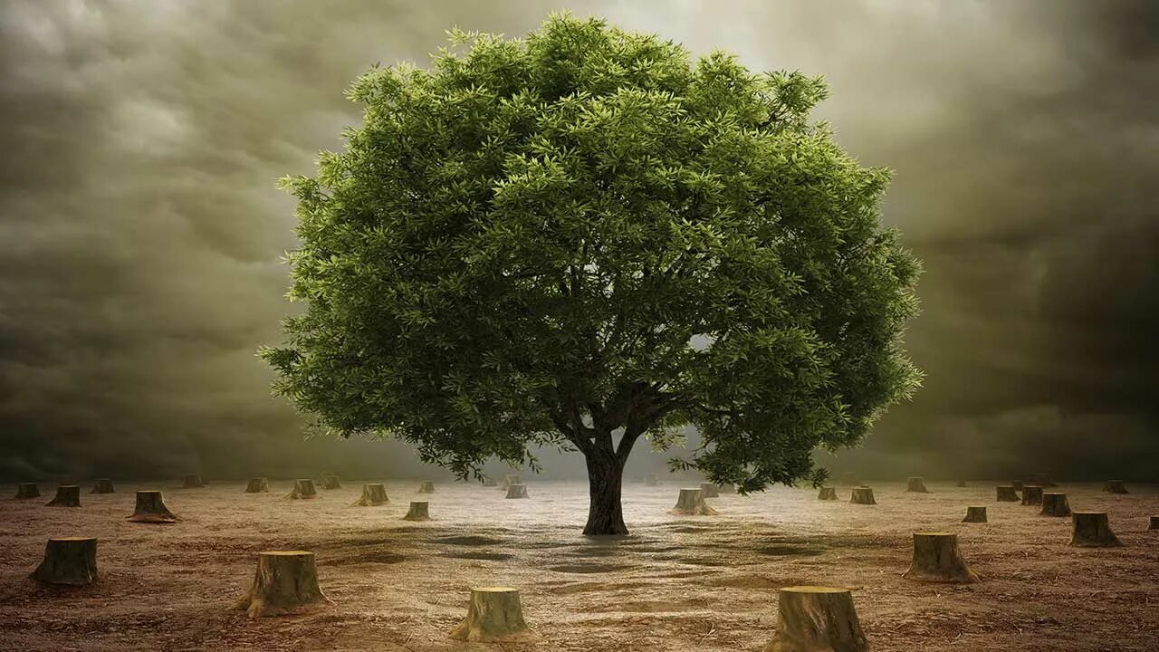 Деревья могут любить. Деревья разумны. Деревья разумны. Деревья разговаривают друг с другом фото арт. Загрязнение окружающей среды дерево.