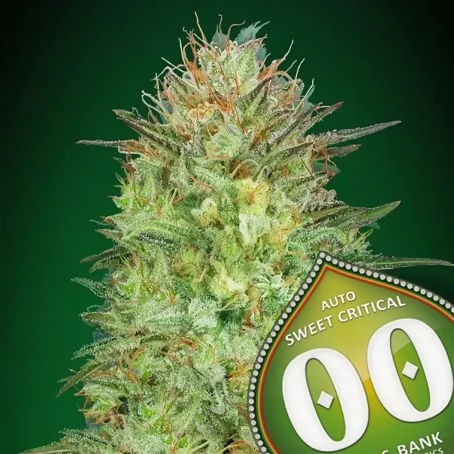 Seed 0. 00 seeds bank. шишки критикал кэш. rabank seeds\. seeds semences semillas цветы.