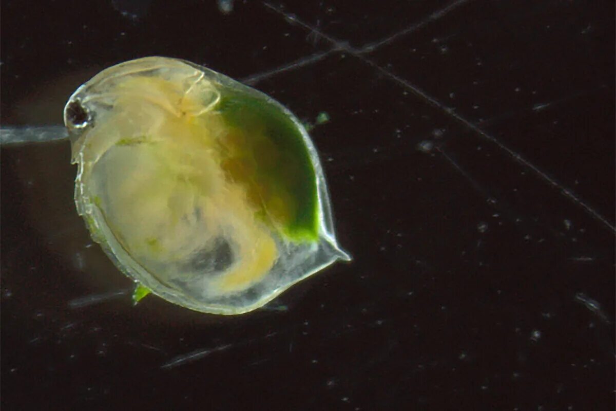 Фитопланктон водоросли. Дафния Магна. Зоопланктон дафния. Дафнии Daphnia Magna. Яйца дафнии.