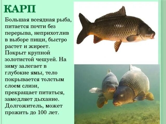 Содержание карповых