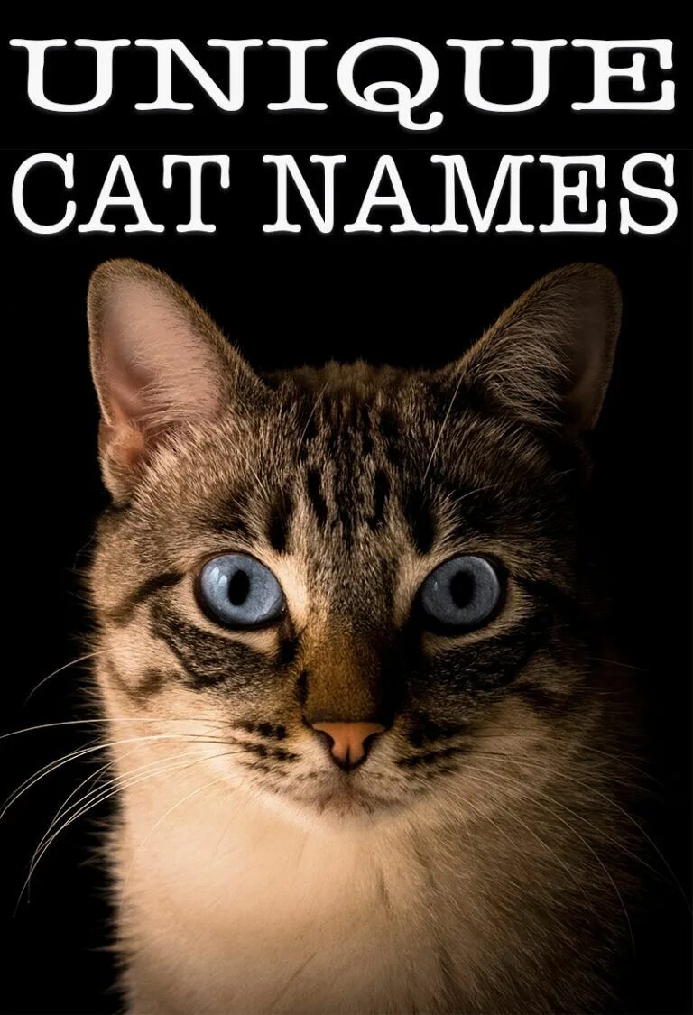 Имя кэт. Имена для кошек. Красивые имена для кошек. Имена для кошек девочек. Клички для кошечек.