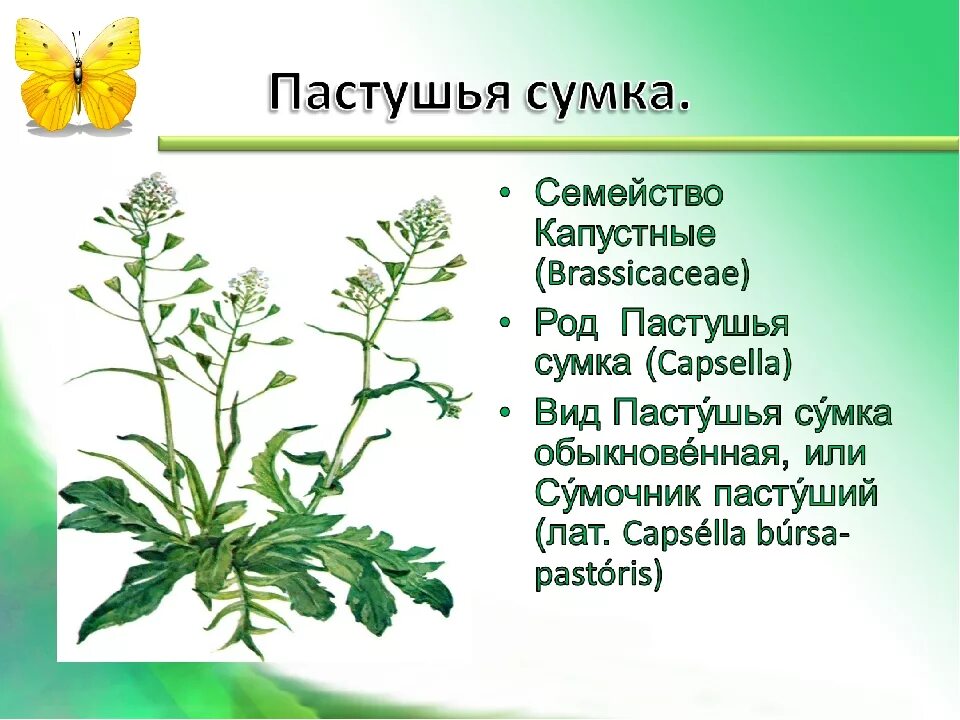 Семейство крестоцветные сообщение. Пастушья сумка растения семейства крестоцветных. Пастушья сумка семейство крестоцветные. Пастушья сумка семейство. Крестоцветные растения пастушья сумка.