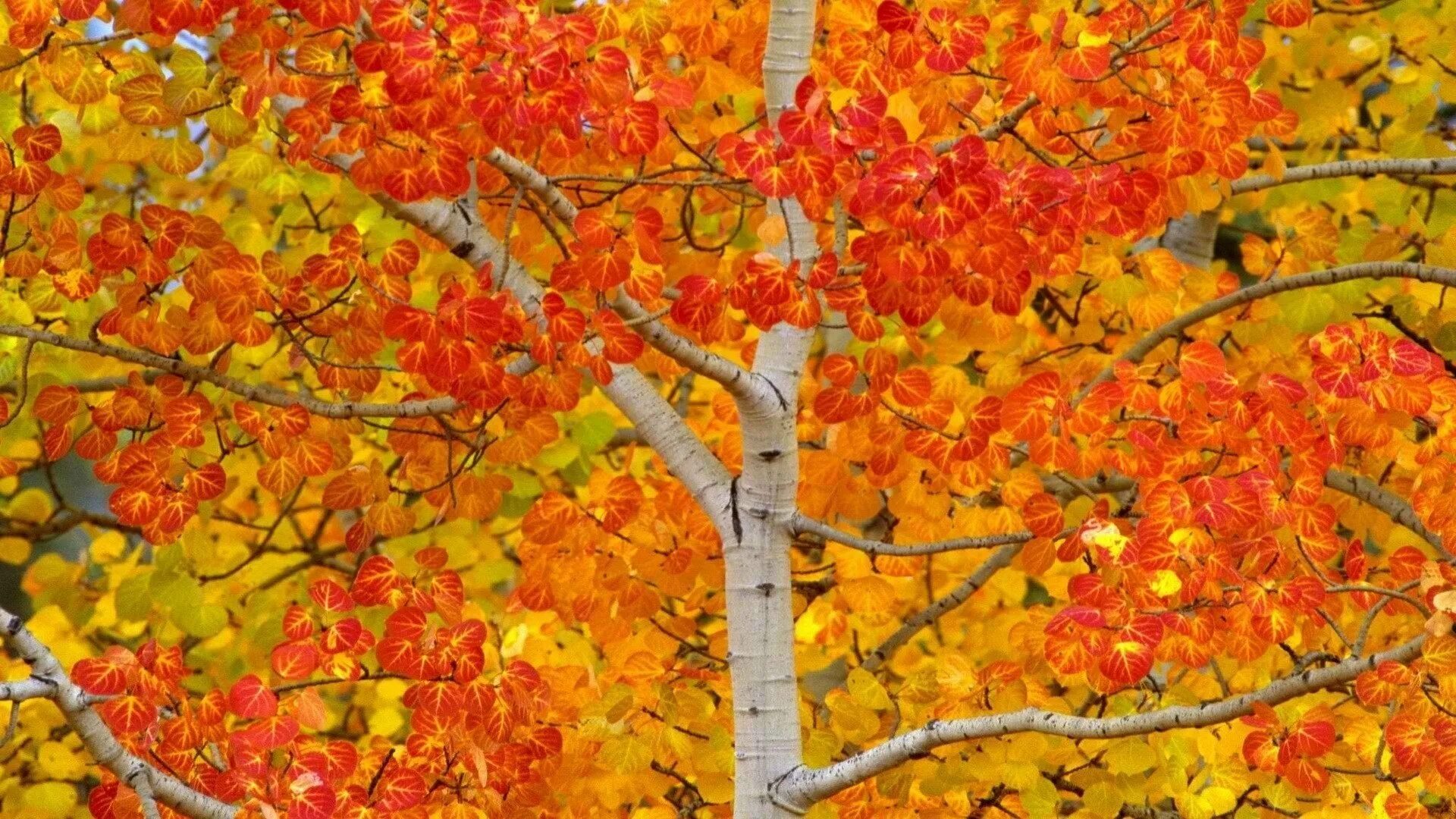 Осина дерево осень. Осина дерево осенью. Осина осенью. Осеина осенью. Осинка листья осенью