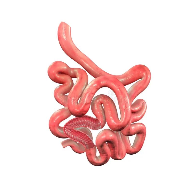 The small intestine