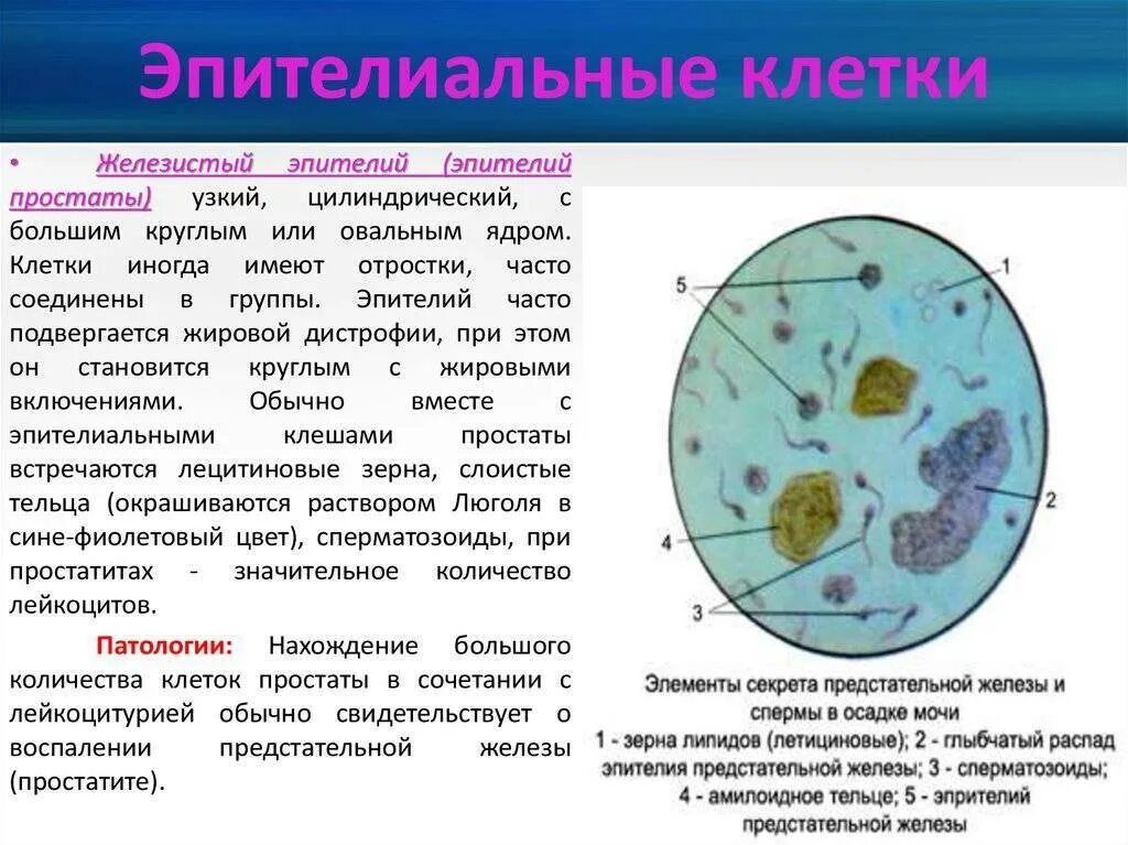 Строение экзокринной железы гистология. Строение эпителиальной ткани. Мерокриновый тип секреции гистология. Секрет железы эпителий. Секрет железы эпителий.