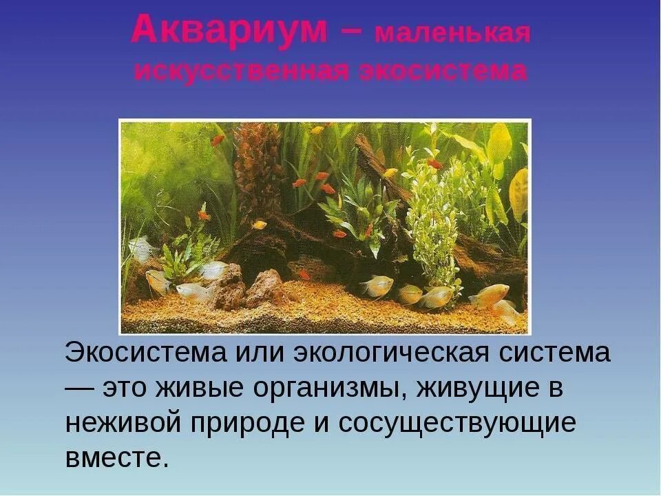 Различия аквариума и естественного водоема. Экосистема аквариума. Аквариум искусственная экосистема. Аквариум маленькая искусственная экосистема. Искусственный биогеоценоз аквариум.