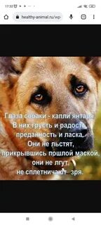 Предает радость