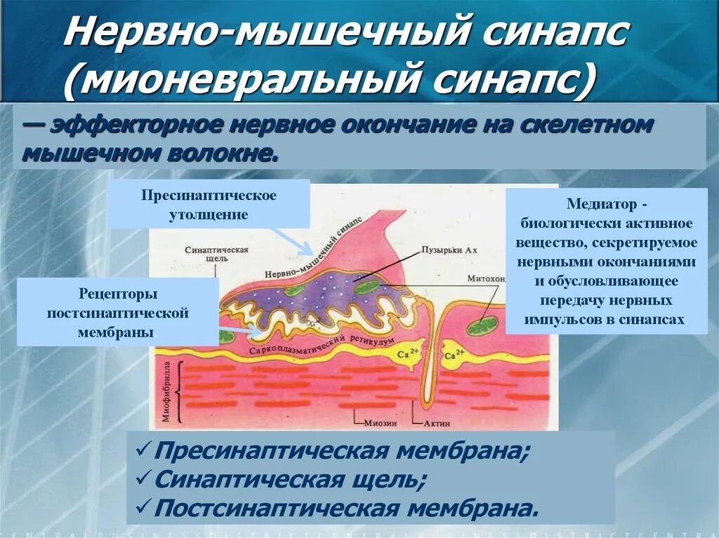 Нервносышечный синапс. Нейро-мышечный синапс строение. Схема нервно мышечного синапса физиология. Концевая пластинка нервно-мышечного синапса. Мембрана мышечного волокна