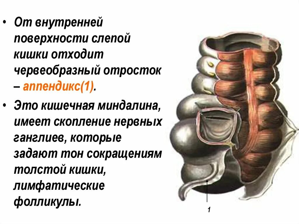 Аппендикс это отросток слепой кишки. Отросток толстой кишки. Включает в себя слепую кишку