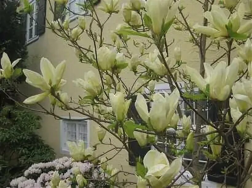 Магнолия stellata alixeed. Магнолия кобус в подмосковье. Магнолия кобус суланжа. Магнолия кобус суланжа дерево. Магнолия суланжа дерево.