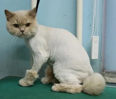Фото кота подстриженного